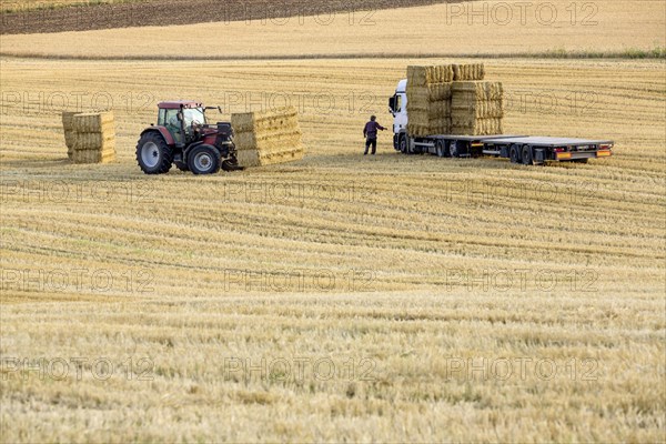 Straw is loaded onto a truck after threshing