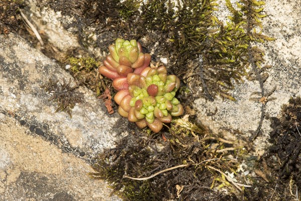 Dark stonecrop