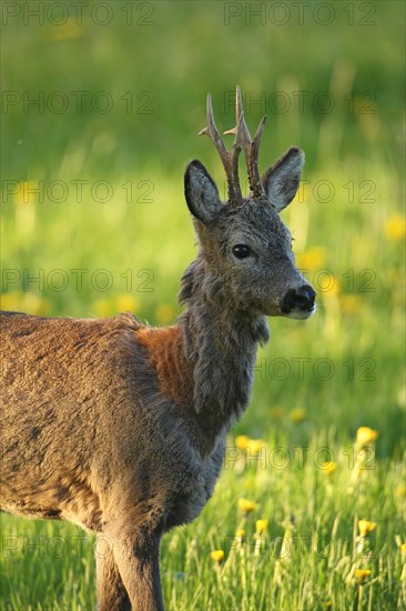 Roe deer