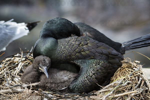 Common shag