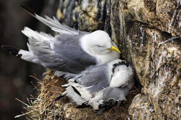 Kittiwake