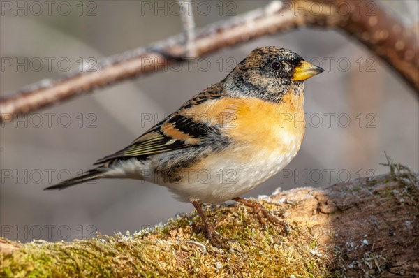 Brambling