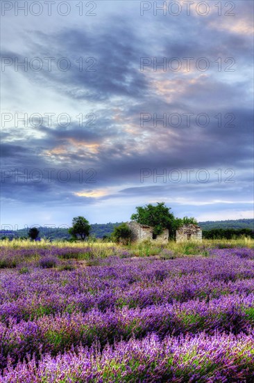 Lavender