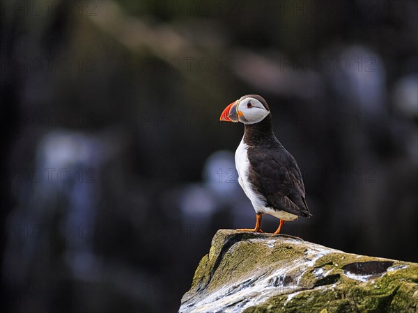 Solitary Puffin