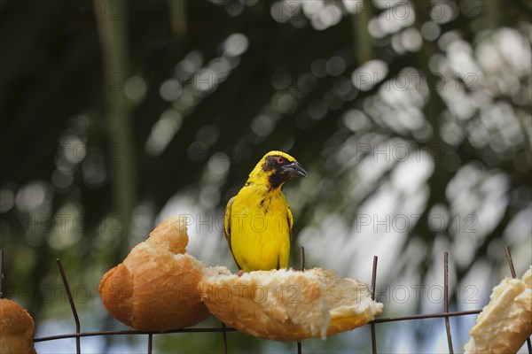 Village weaver