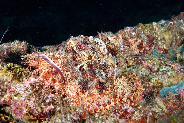 Well camouflaged tassled scorpionfish