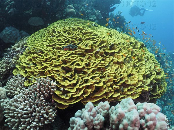 Yellow scroll coral