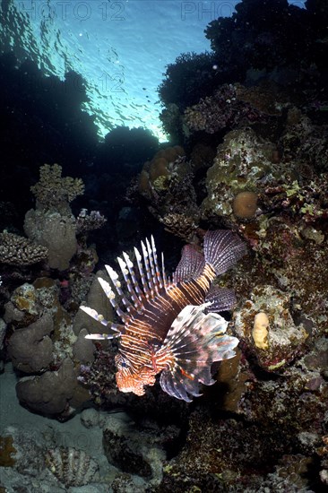 Common lionfish