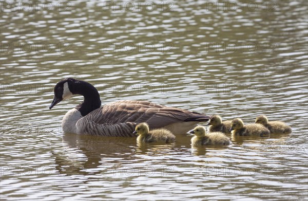 Canada Goose