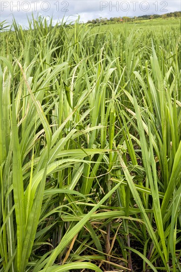 Plantation with young sugar cane