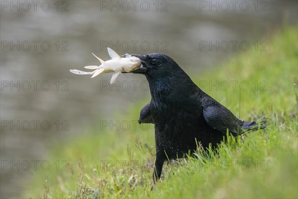 Carrion crow