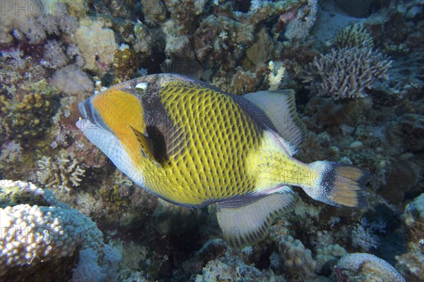 Titan triggerfish