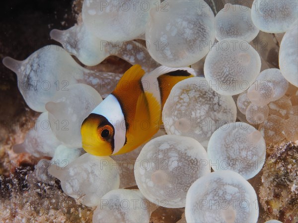 Juvenile red sea clownfish
