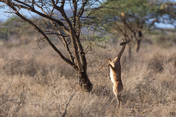 Gerenuk