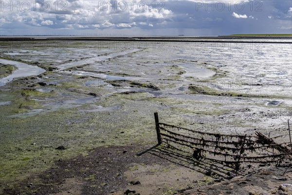 Mudflat landscape at low tide