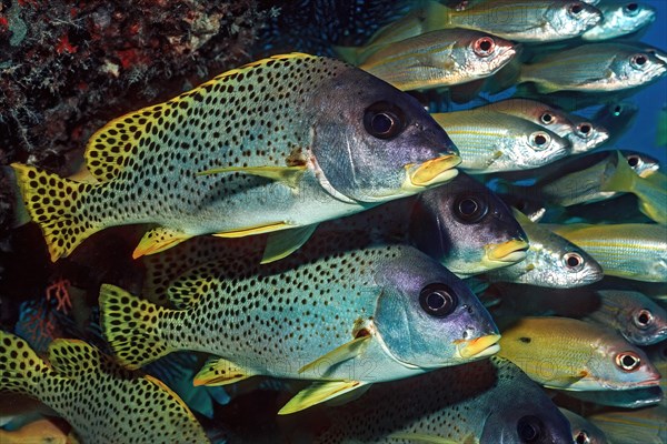 In the foreground pair of black spotted sweetlips