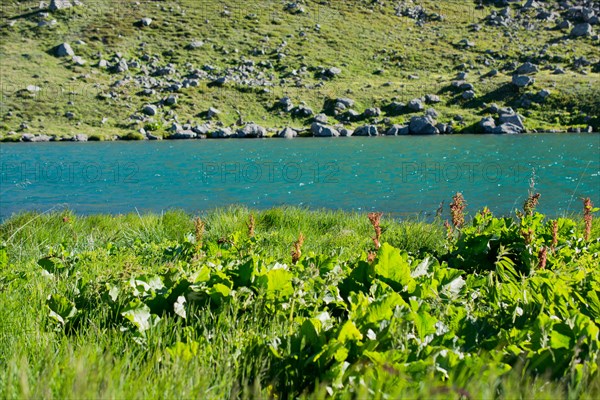 Highland lake in green natural background in Artvin province of Turkey