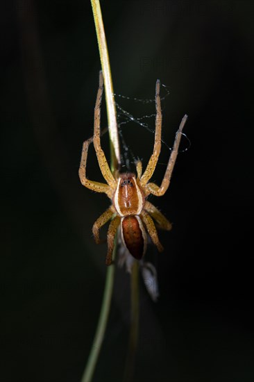 Raft spider