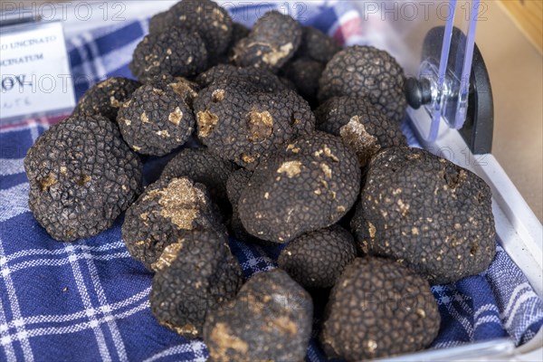 Black truffle