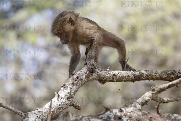 Olive baboon