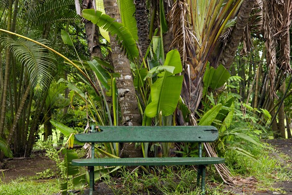 Green park bench stands in a palm and bamboo forest