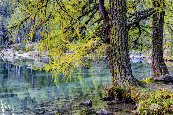 Yellow-coloured larches in autumn at Lake Palpuogna