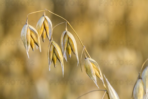 Seed oat