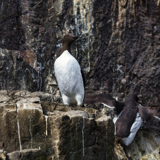 Common Guillemot