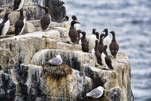 Common guillemots