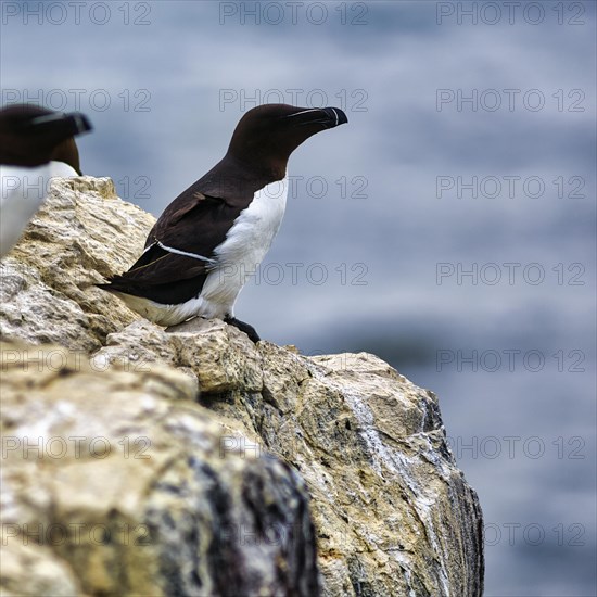 Razorbill