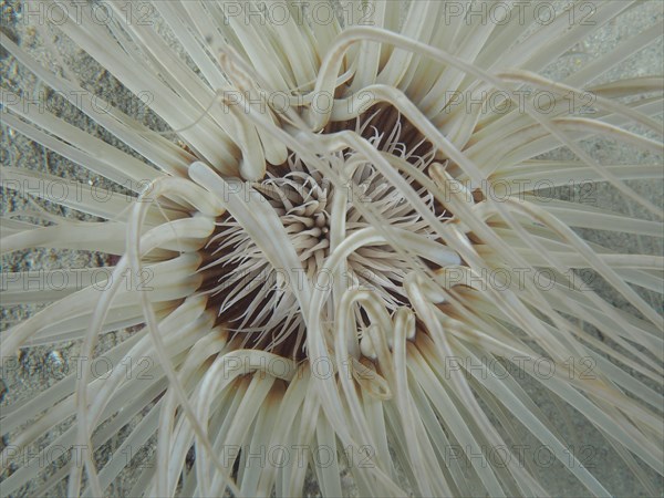 Close-up of tube-dwelling anemone