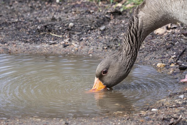 Greylag goose