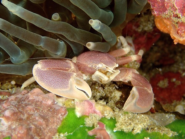 Spotted Porcelain Crab