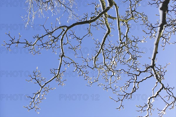 Snowy magnolia buds on tree branches in winter