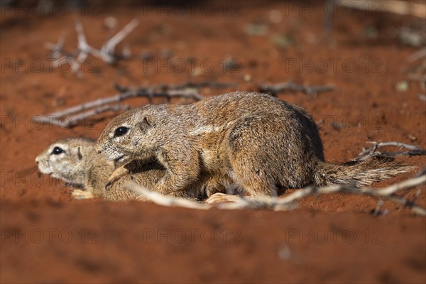 African bristle squirrel