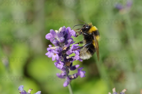 Large earth bumblebee