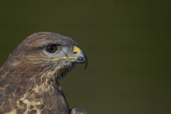 Common buzzard