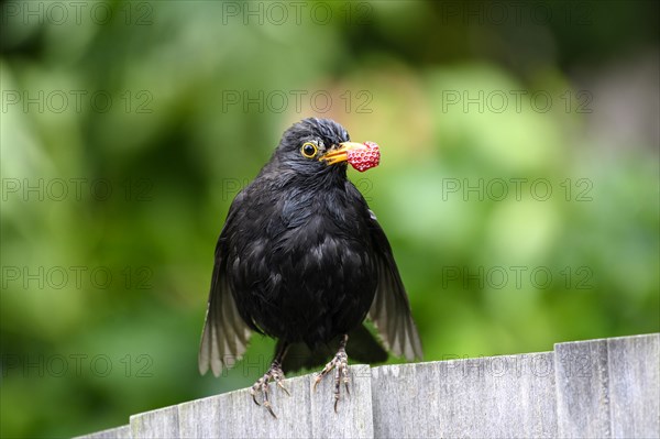 Blackbird