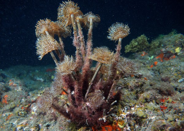 Mediterranean fanworm