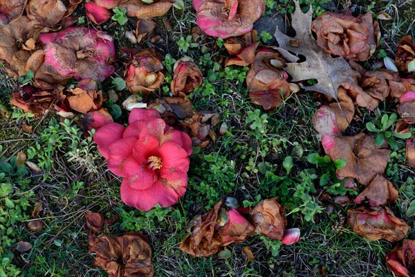 Withered camellia