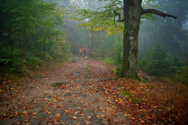 Mum and her little son go on a mountain trail in wet autumn weather. They are accompanied by a dog. Polish mountains