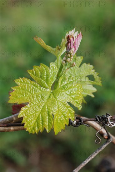 Vineyard in France