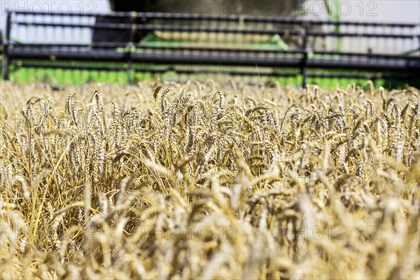 Grain harvest