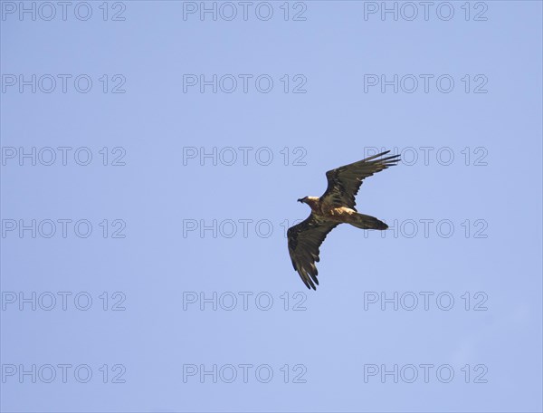 Adult bearded vulture