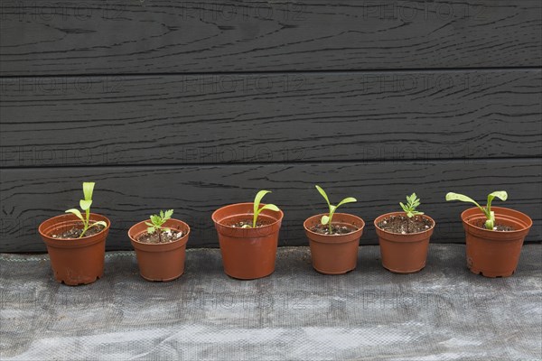 Pot Marigold