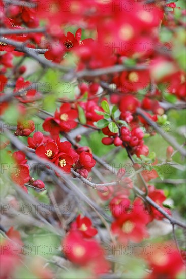 Ornamental quince