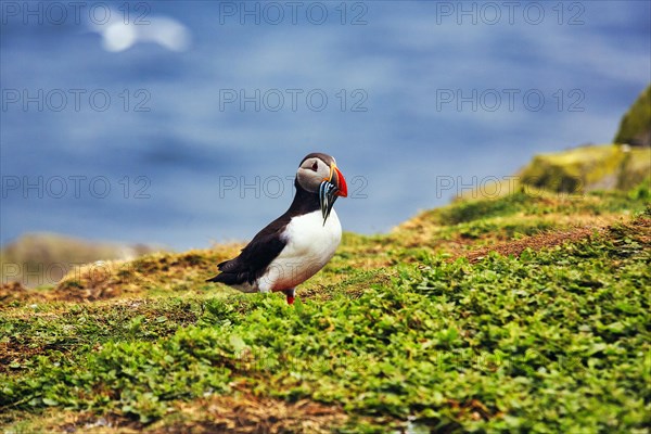 Puffin