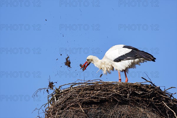 White Stork