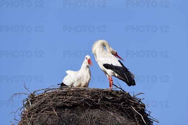 White storks