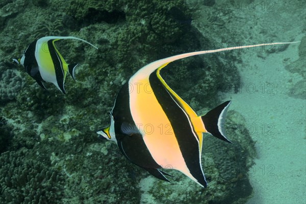 Pair of halter fish